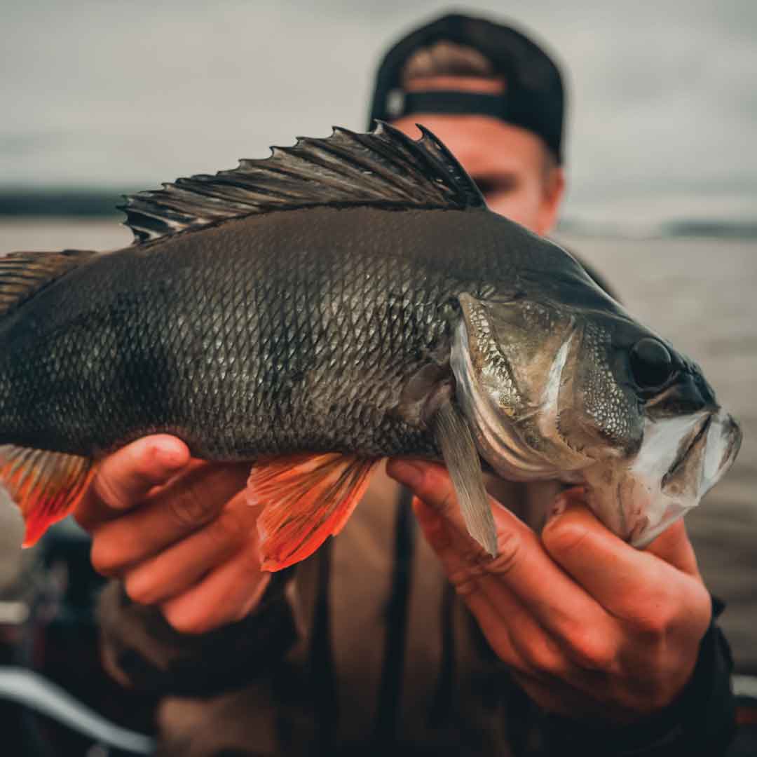 Når er det best å fiske abbor?