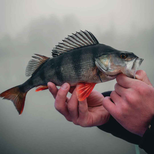 Hvordan fiske abbor? Tips for å mestre kunsten og oppnå en vellykket fangst!